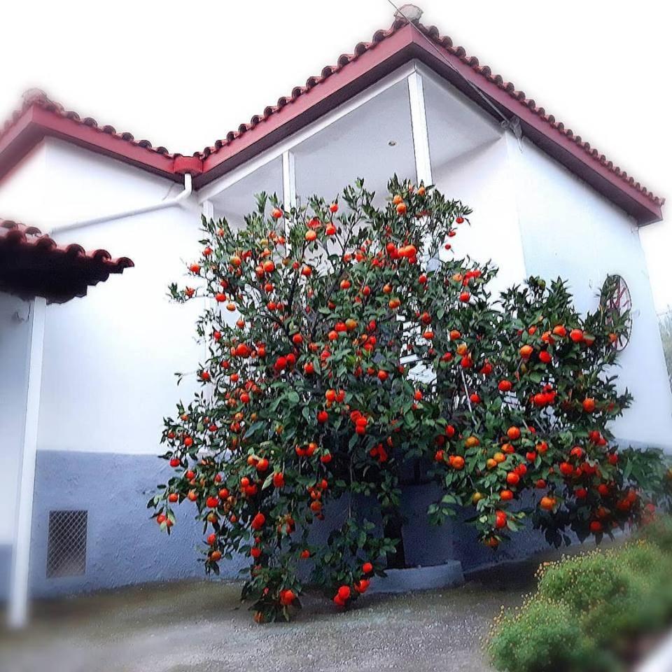 Dimos Bungalows Palaiontsiflikion Luaran gambar